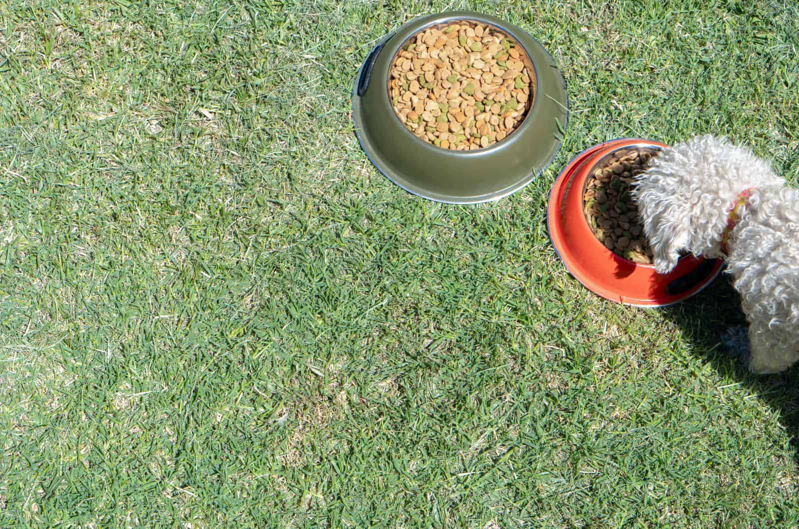 Poodle eating food on grass