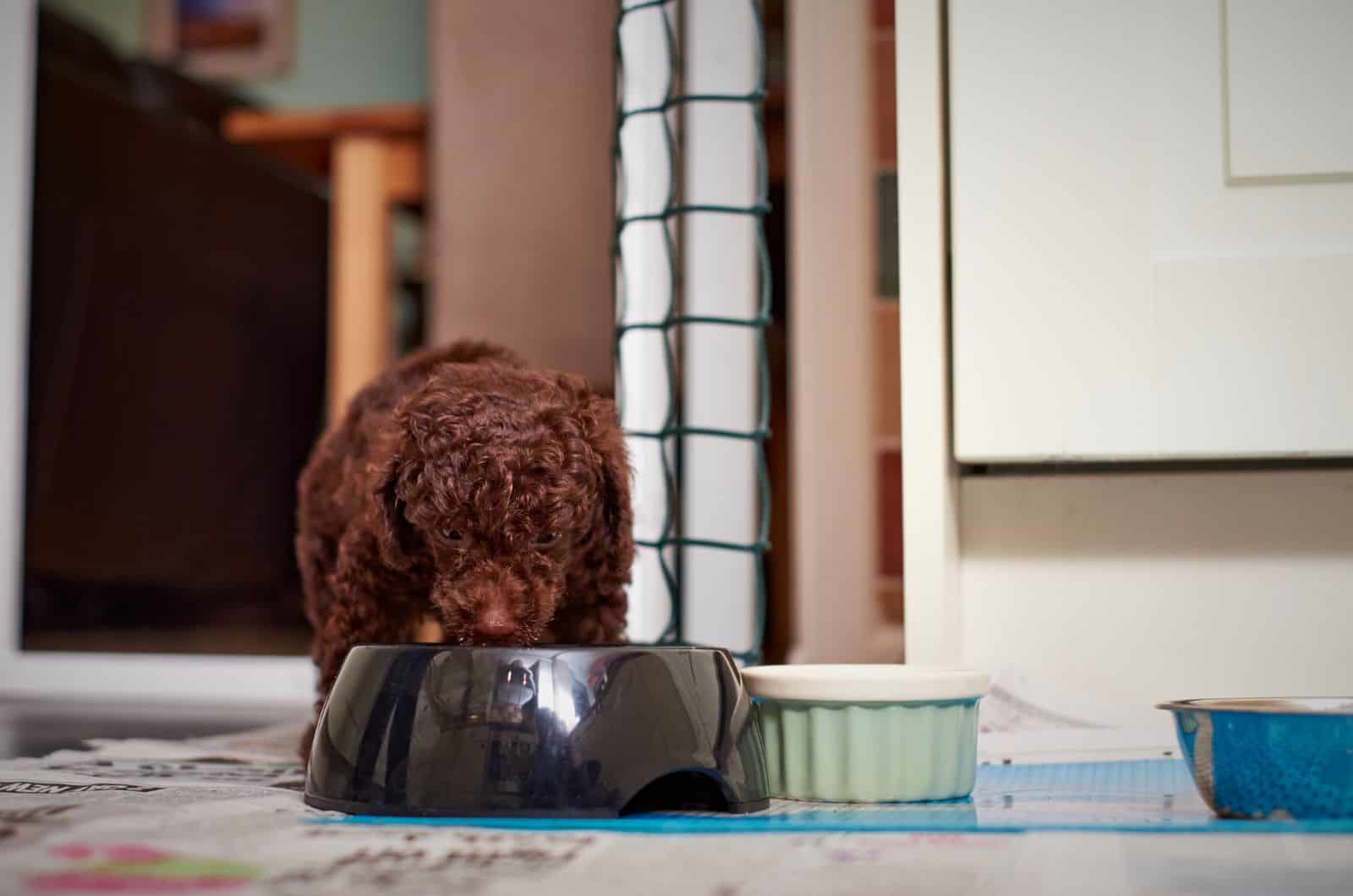 Poodle eating from bowl