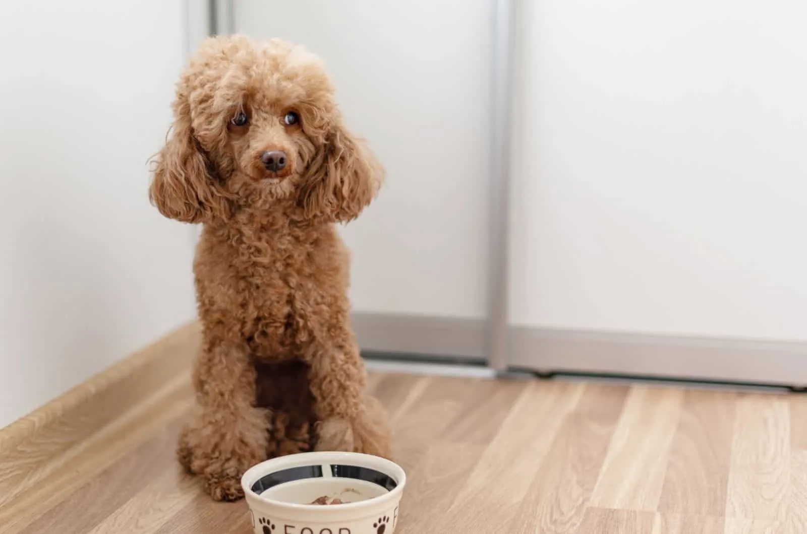 Poodle sitting by bowl with food
