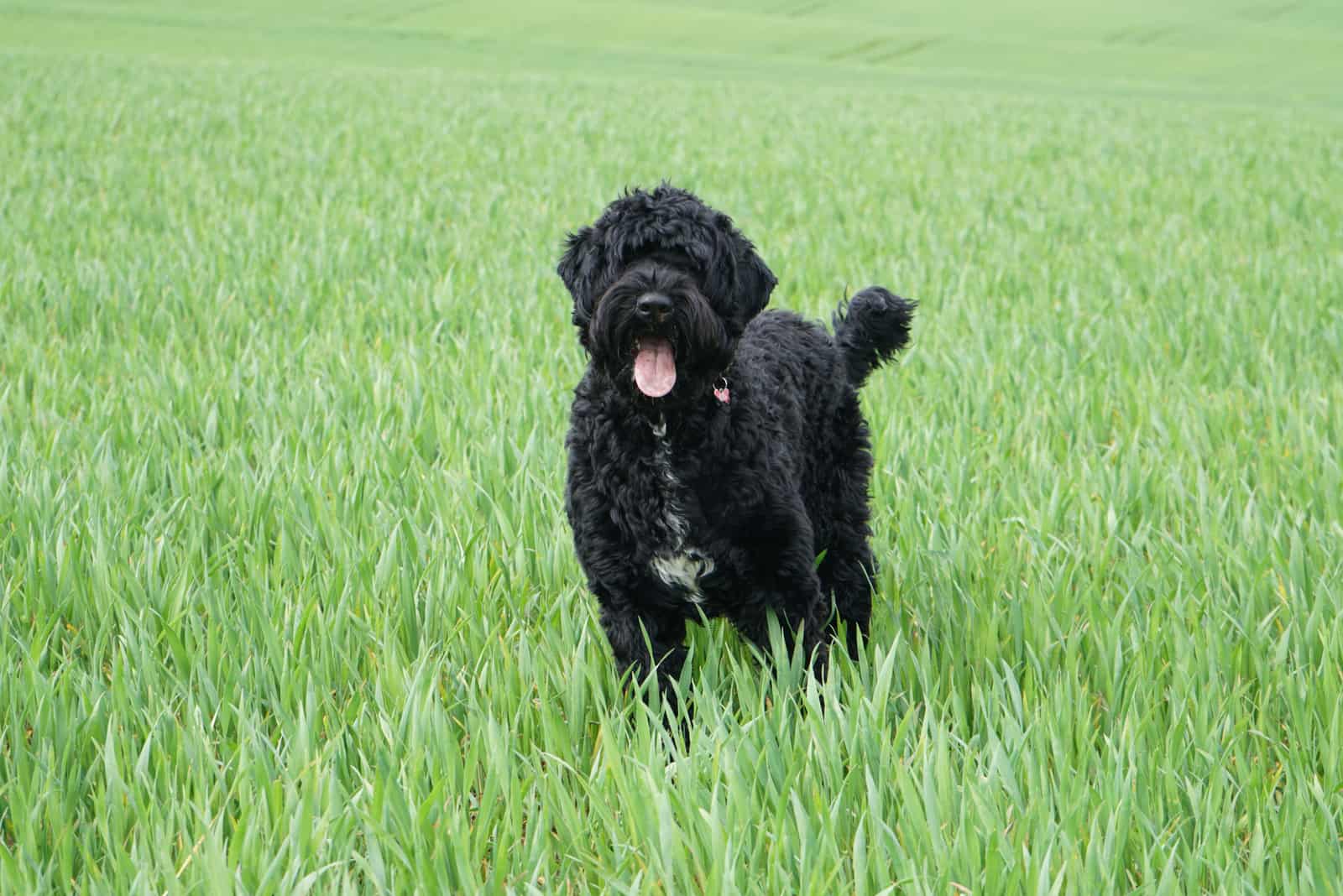 Portuguese water dog in a field
