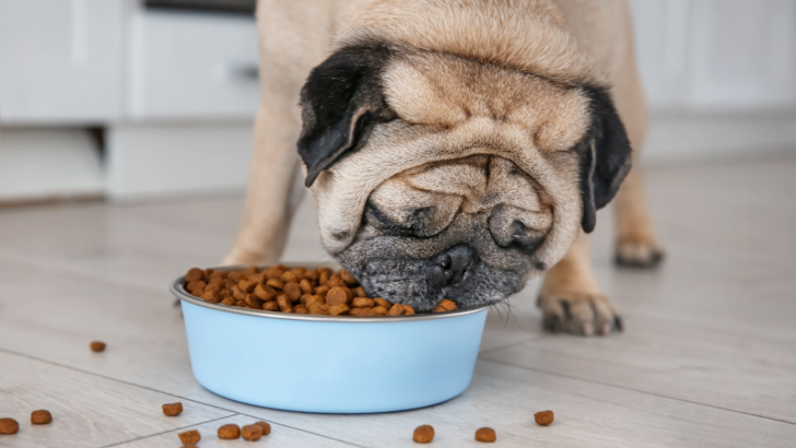 Pug Feeding Chart: What To Feed Your Pug Bug