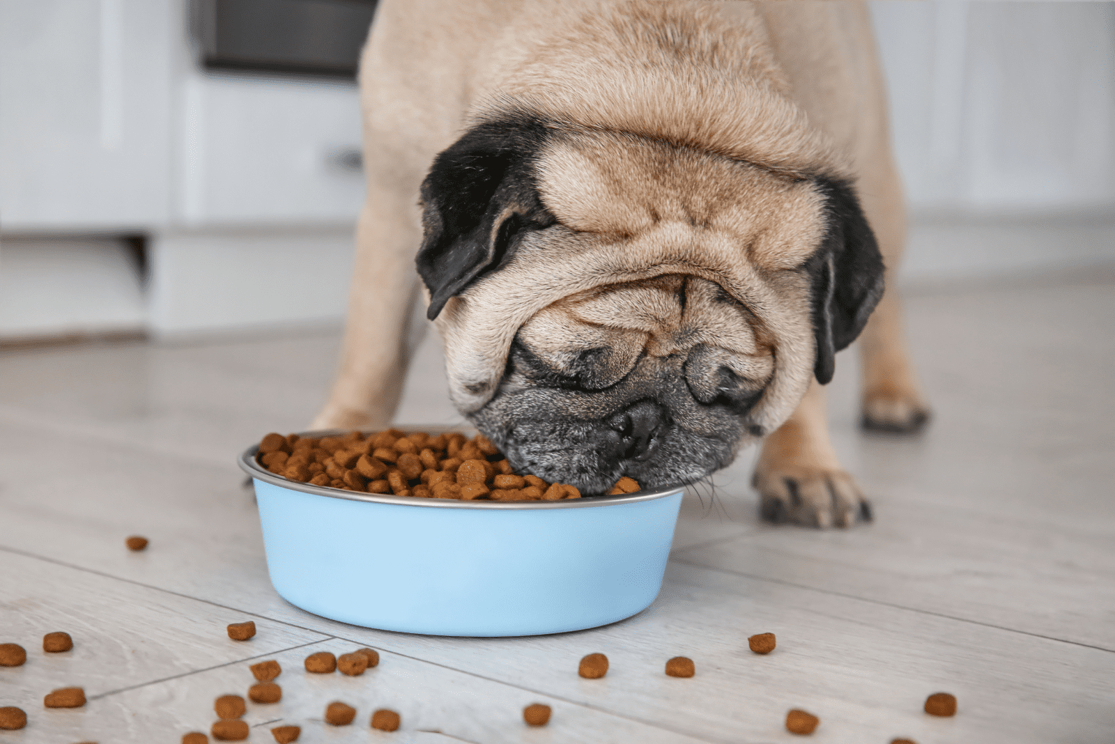 pug eats food from a bowl
