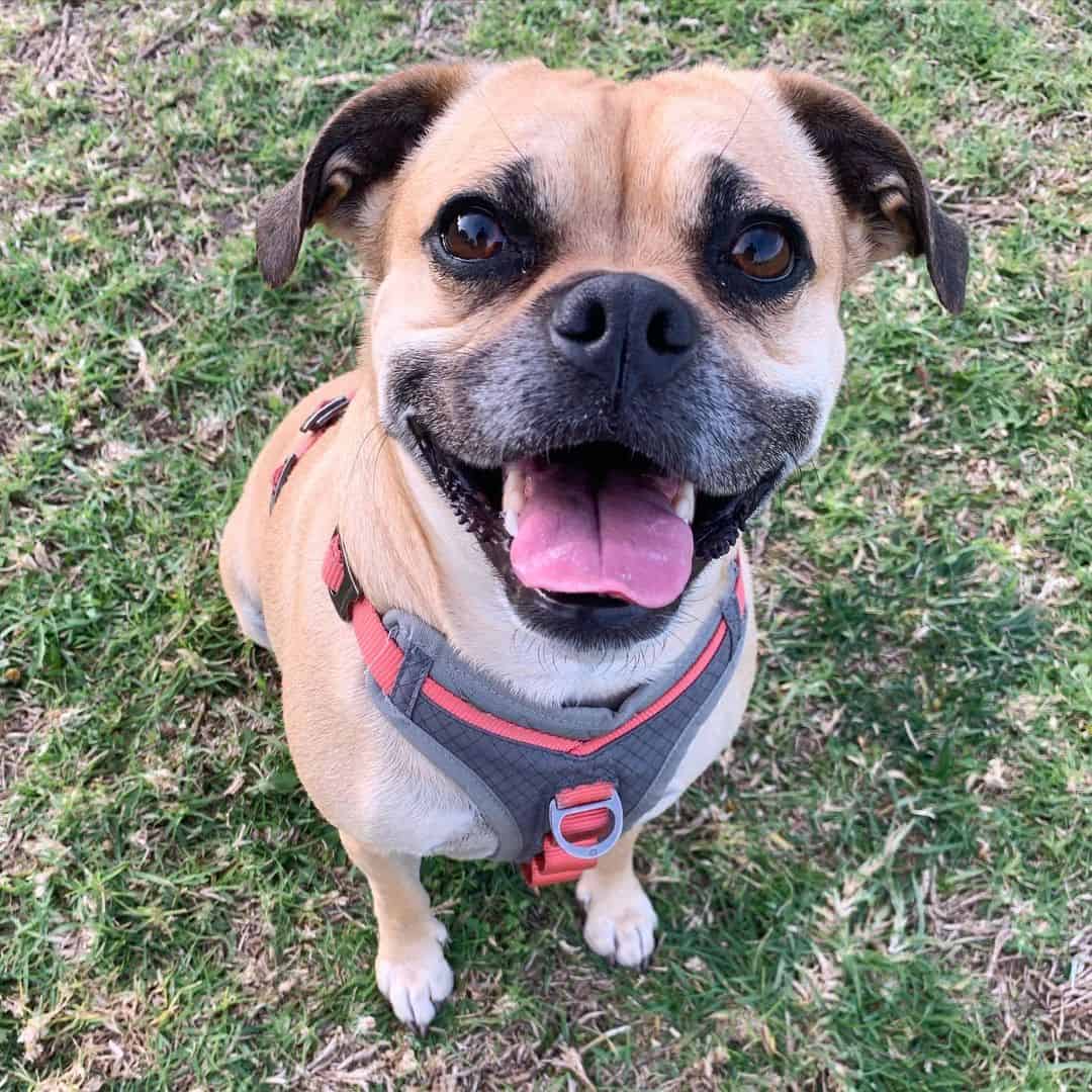 Pug Pitbull Mix dog sitting outside