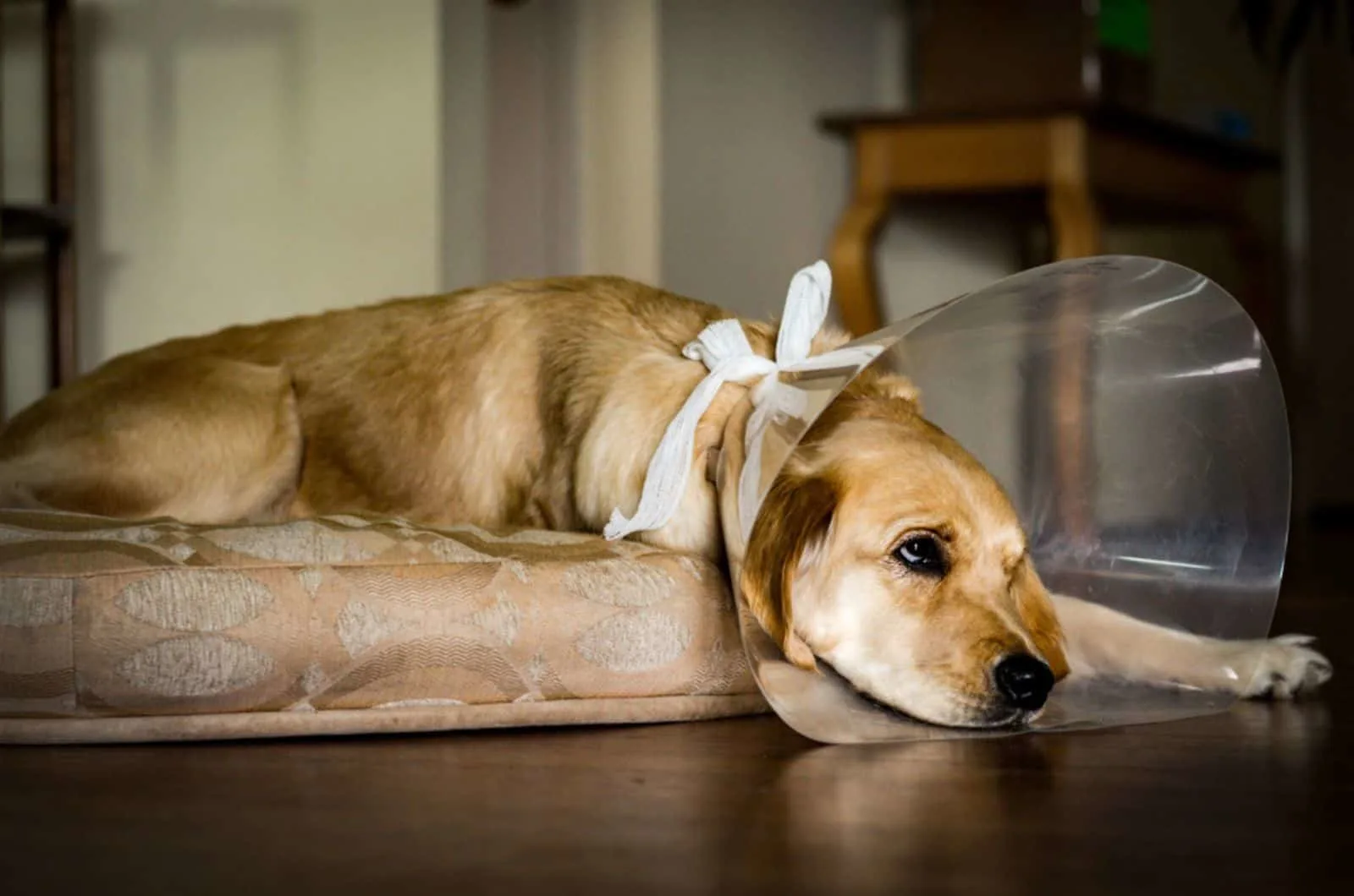 Puppy looking sad while wearing a cone of shame