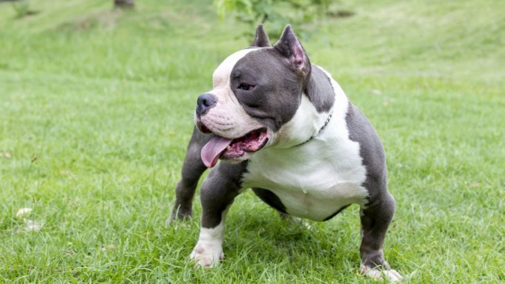 Razor Edge Pitbull – Everything You Need To Know