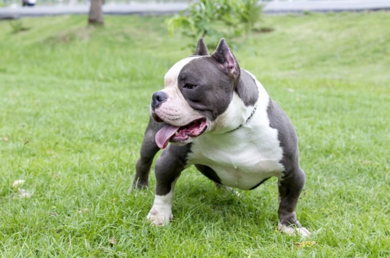 Razor Edge Pitbull standing on grass