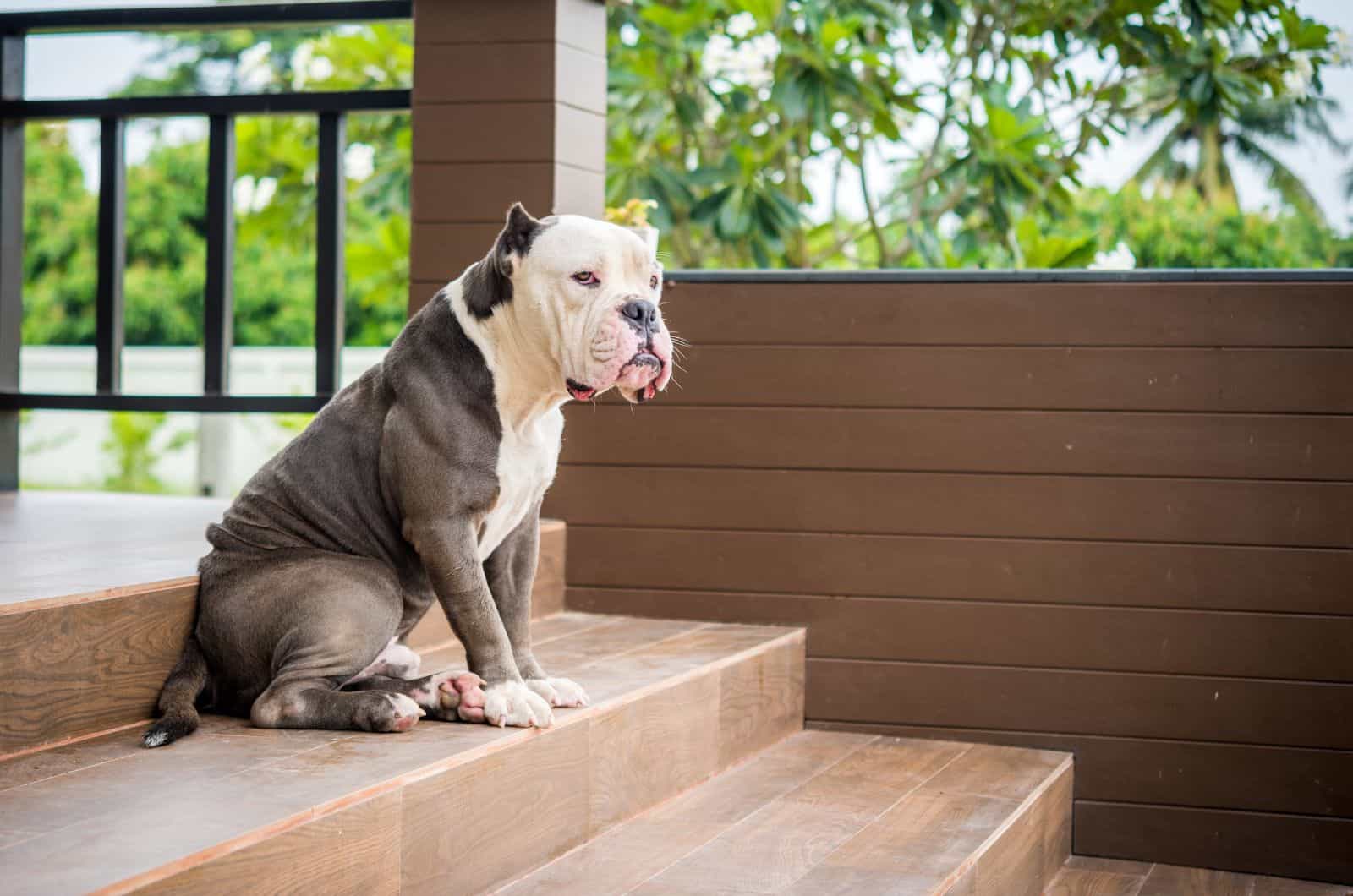 Razor Edge Pitbull sitting on stairs