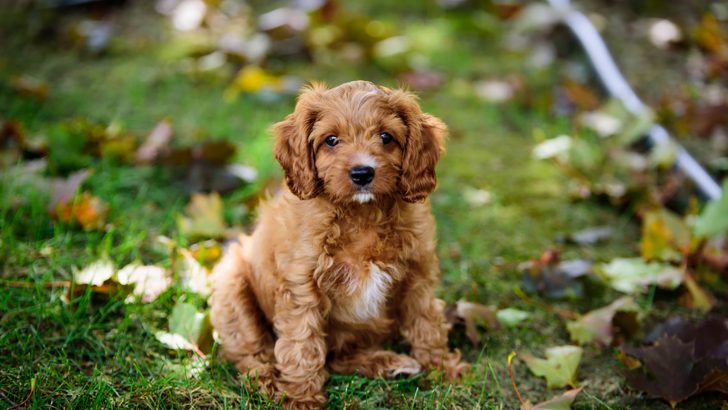 Reasons Why You Must Own A Mini Cavapoo