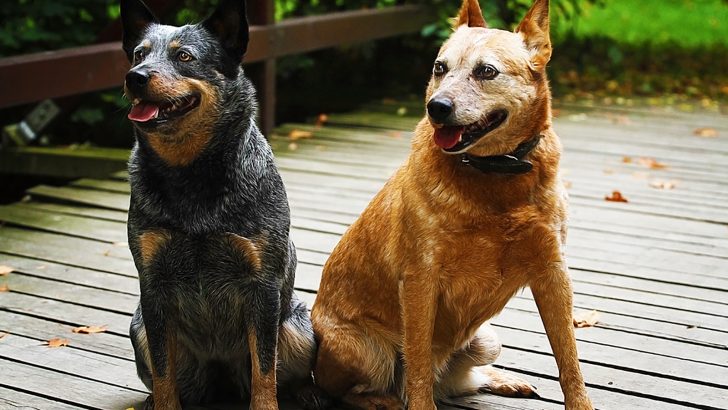 Red Heeler Vs Blue Heeler: Are They The Same Dog Breed?