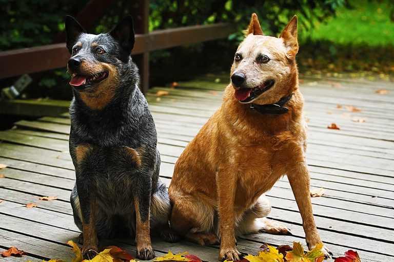 red heeler and blue heeler dog sitting outdoors