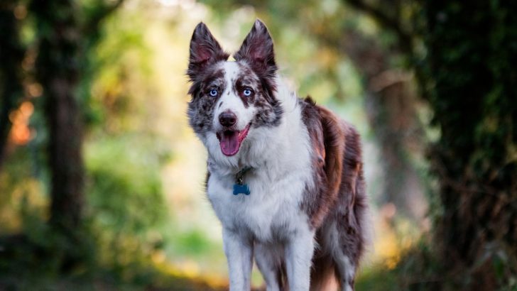 Red Merle Border Collie: Meet The Rare Beauty