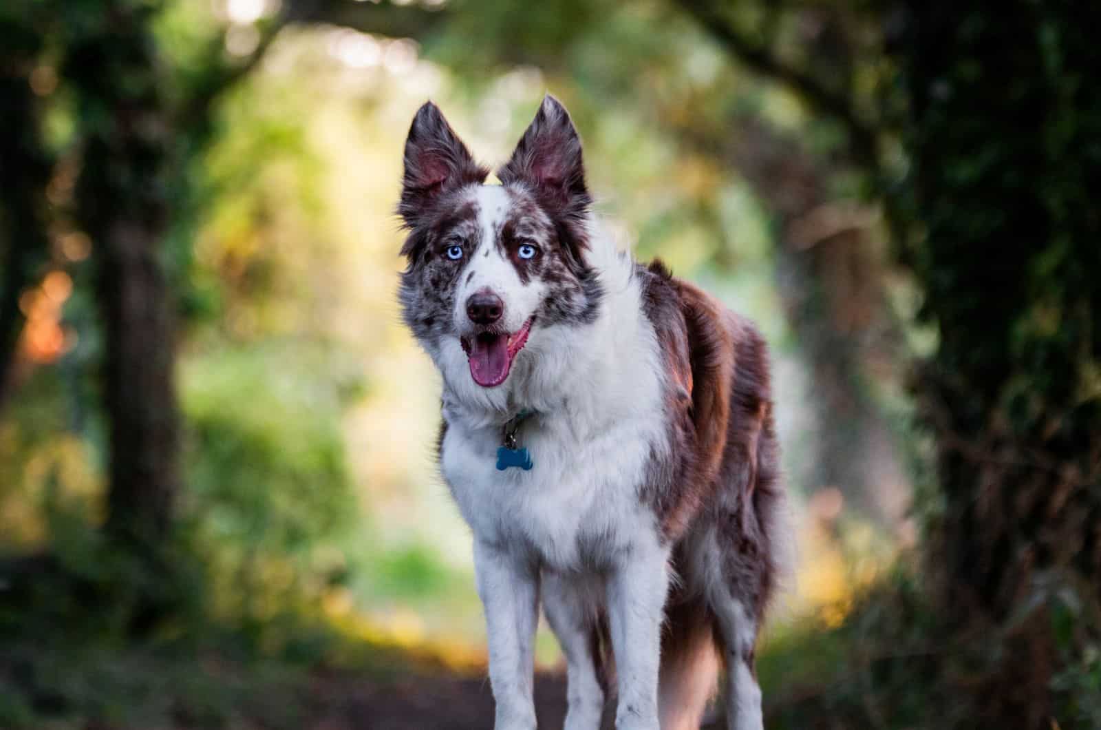 red Border Collie standing outside