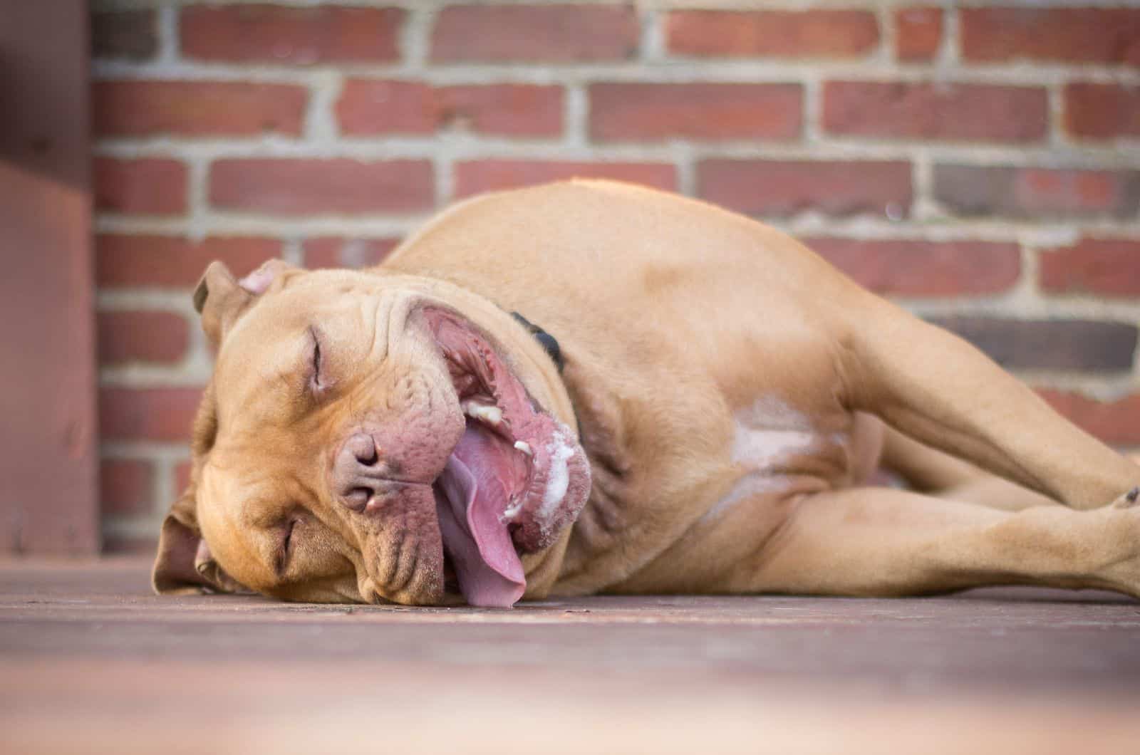 Red Nose Pitbull lying outisde