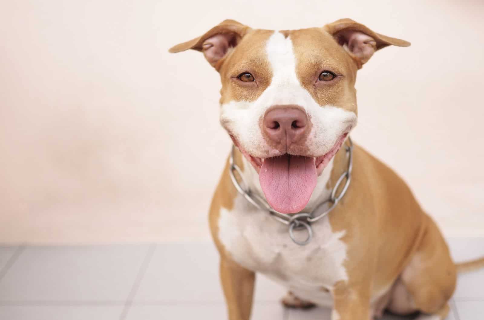 Red Nose Pitbull posing for camera