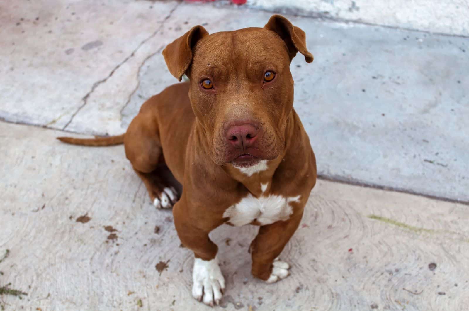 Red Nose Pitbull sitting outiside