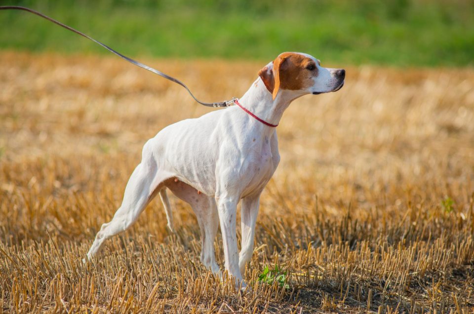 15 Best Tall Skinny Dog Breeds Let The Runway Begin
