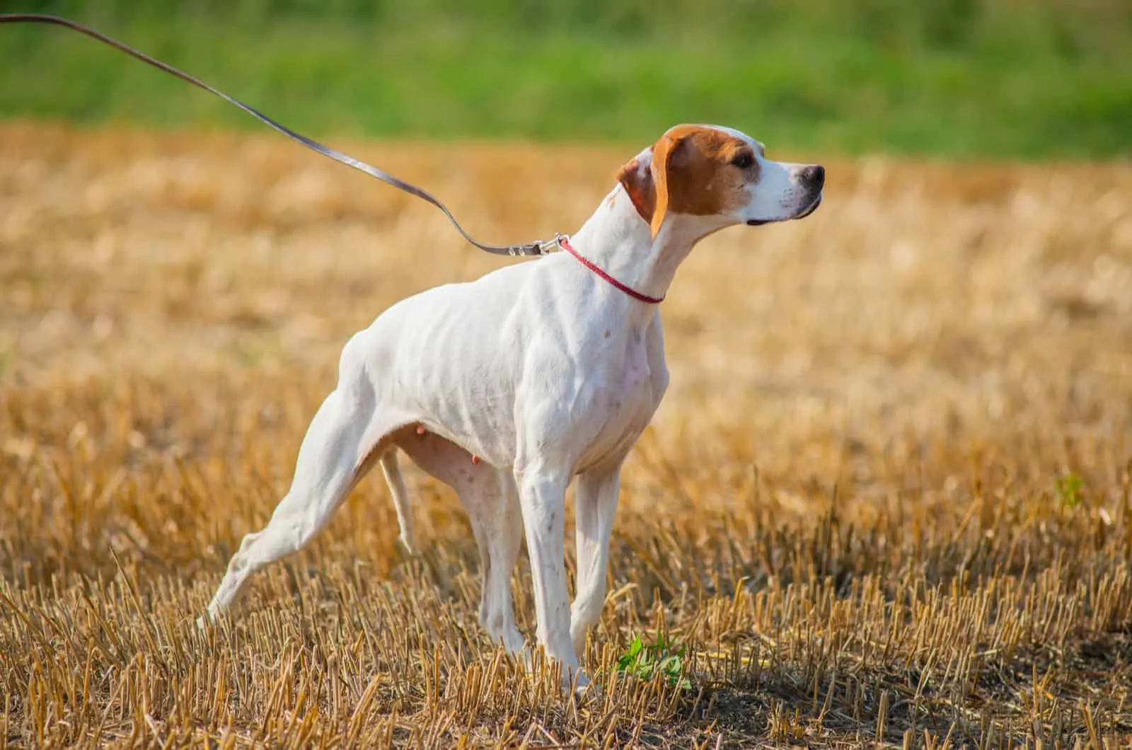 Red and white English Pointer in the field