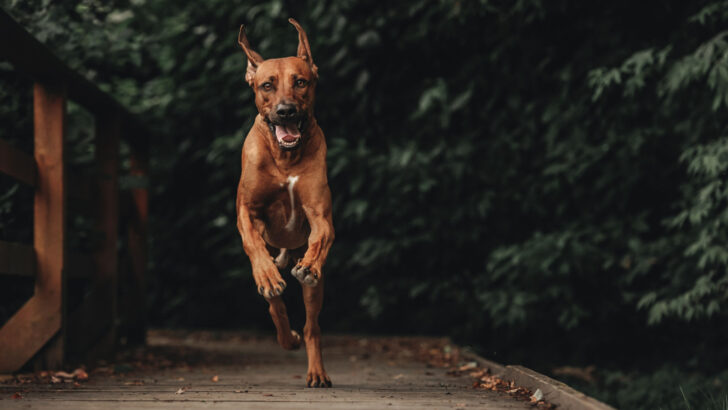 Rhodesian Ridgeback Feeding Chart: Tips And Tricks