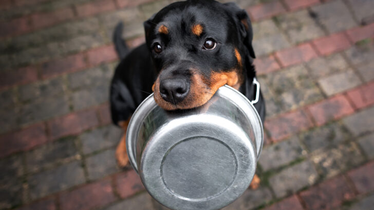 Rottweiler Feeding Chart: How Much Do These Dogs Eat?