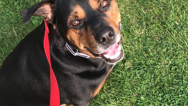 Rottweiler Pitbull Mix: Can This Giant Be A Good Pet?