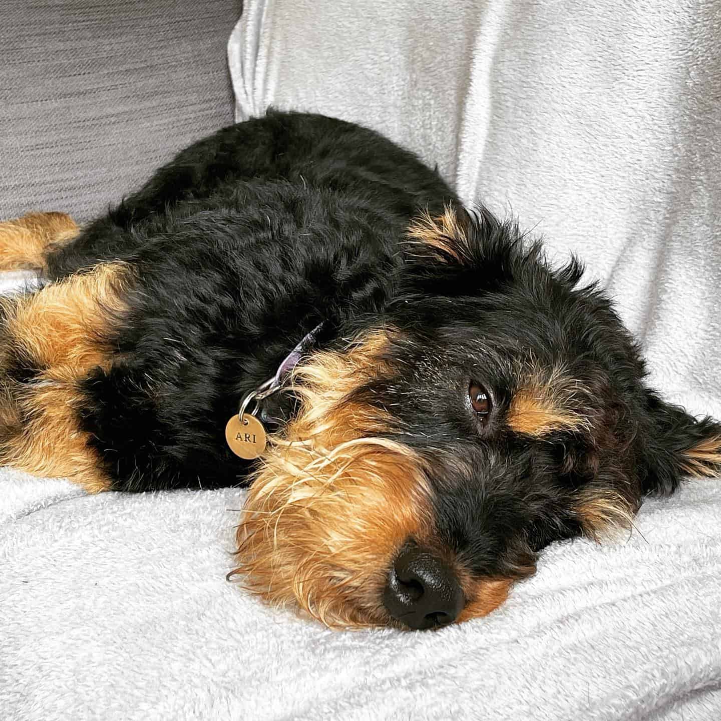 Rottweiler Poodle dog laying