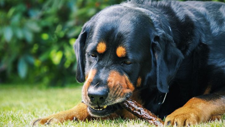 Rottweiler Raw Diet: Going Full Primal