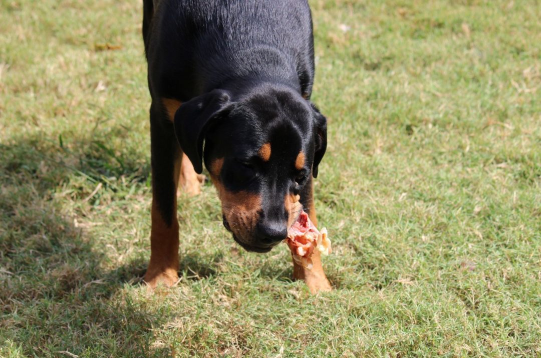 rottweiler-raw-diet-going-full-primal