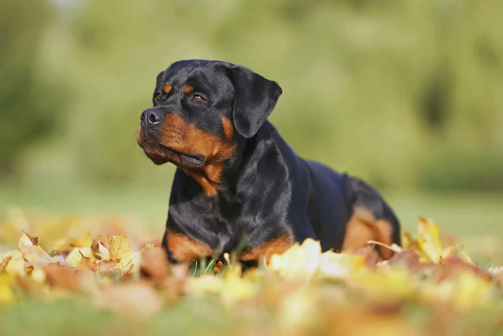 Rottweiler sitting in grass looking away