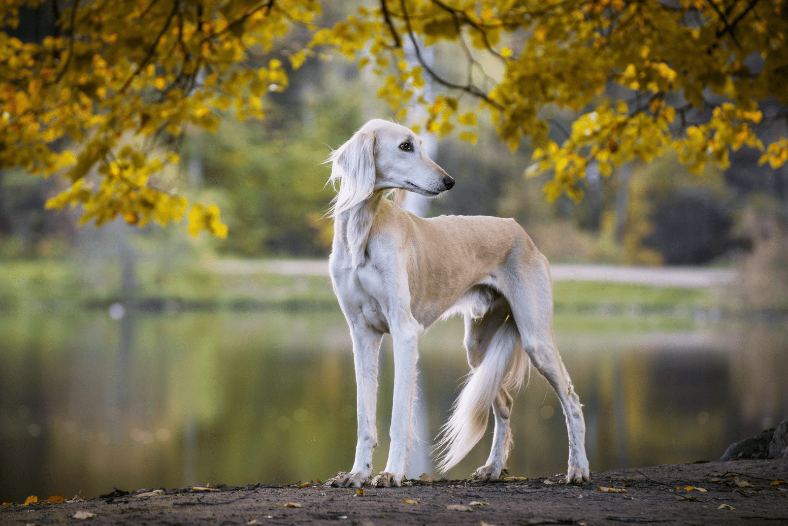 Saluki stands by the lake