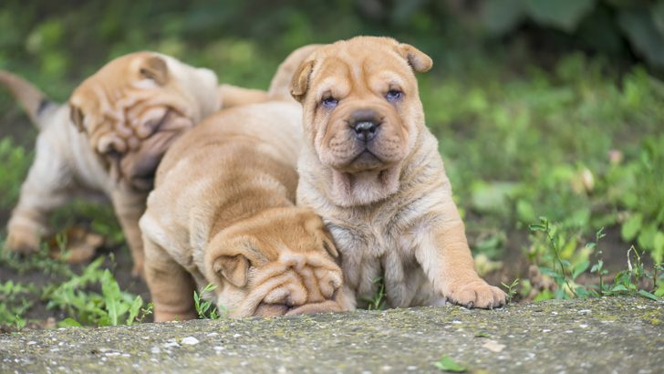 Shar-Pei Cost: The Price Is Sharp, Eh?