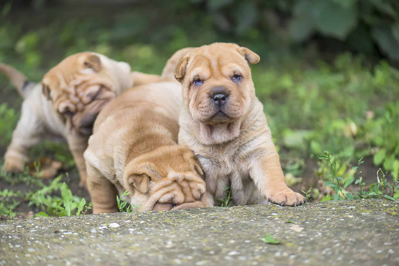 shar pei puppies