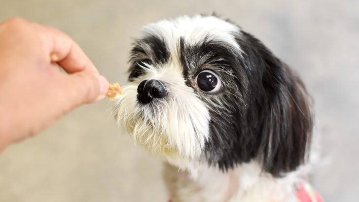 Shih Tzu Food To Avoid: 30 Foods Not To Feed Your Dog