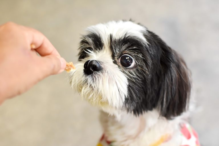 shih tzu dog eating from owners hands