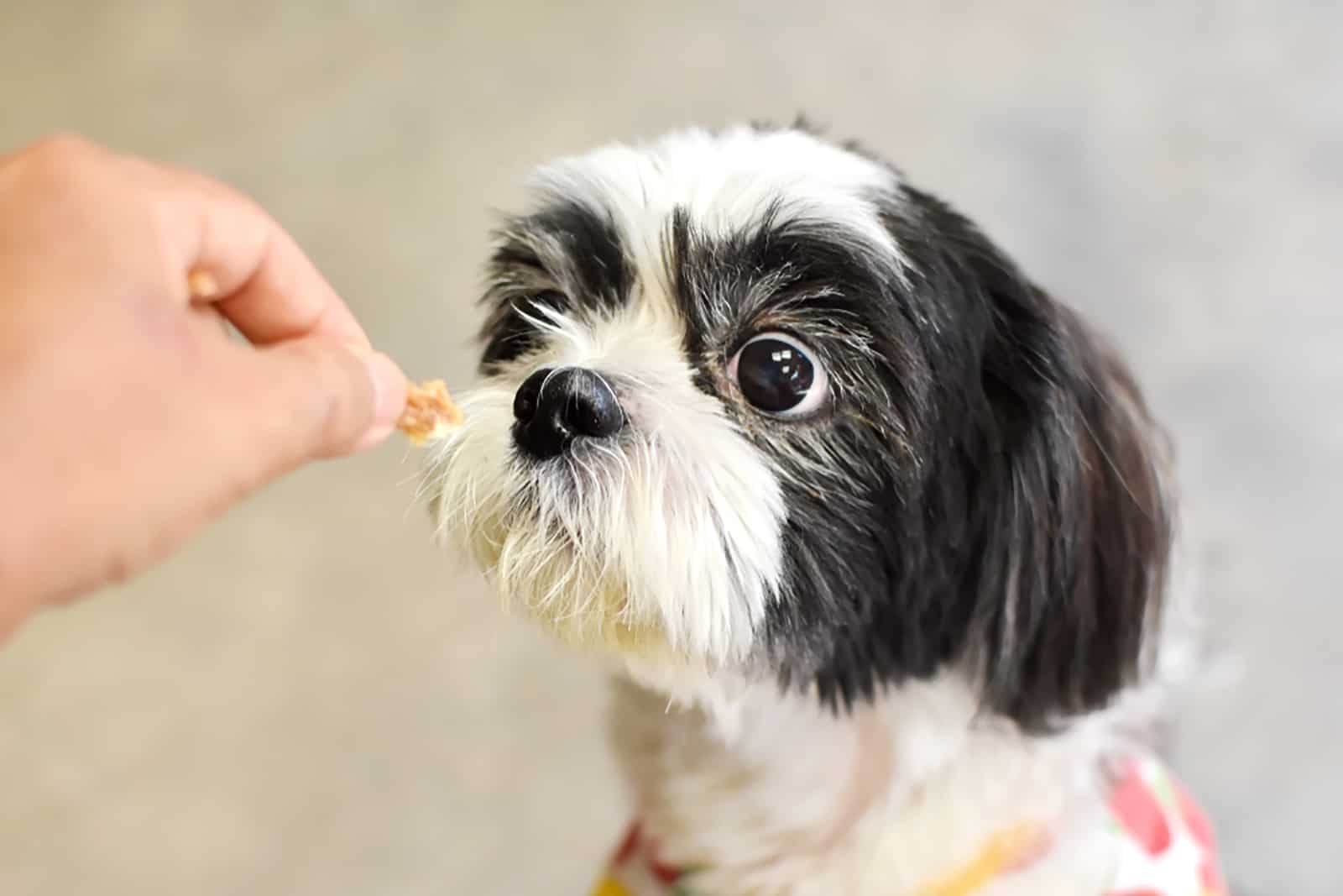 shih tzu dog eating from owners hands