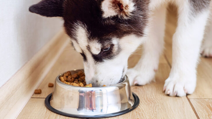 Siberian Husky Feeding Chart: How Much Food To Serve