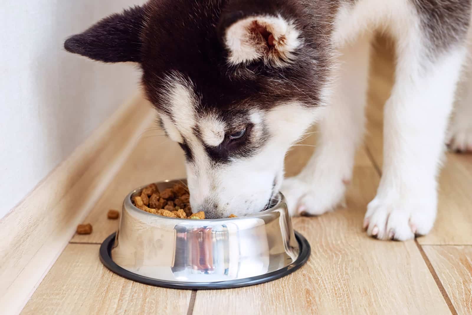 husky puppy eating from feeding bowl