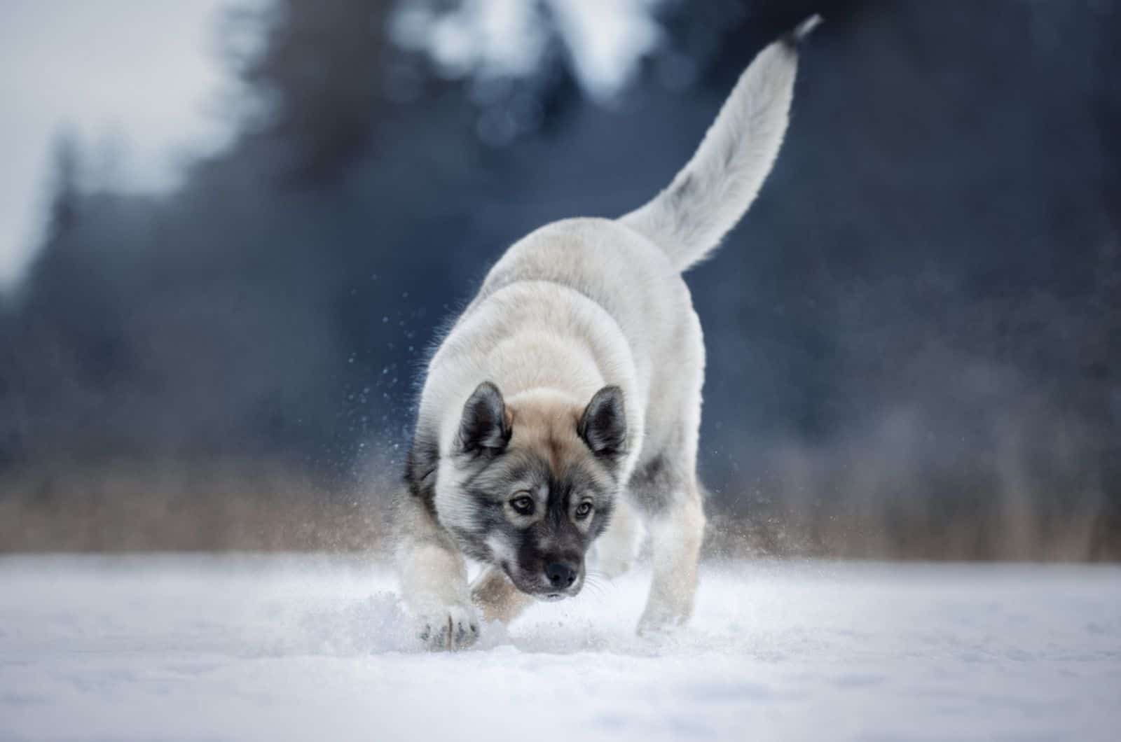 Siberian Husky of agouti color in the winter landscape