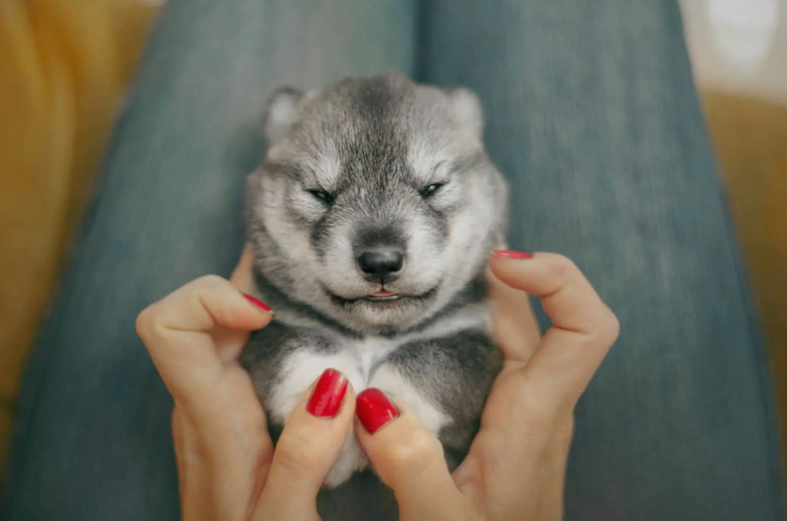 Siberian husky agouti puppy in woman's hands