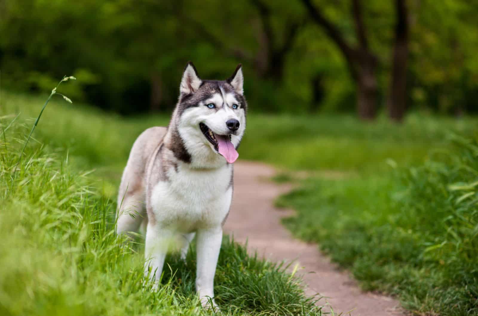 Siberian husky dog with blue eyes stands and looks ahead