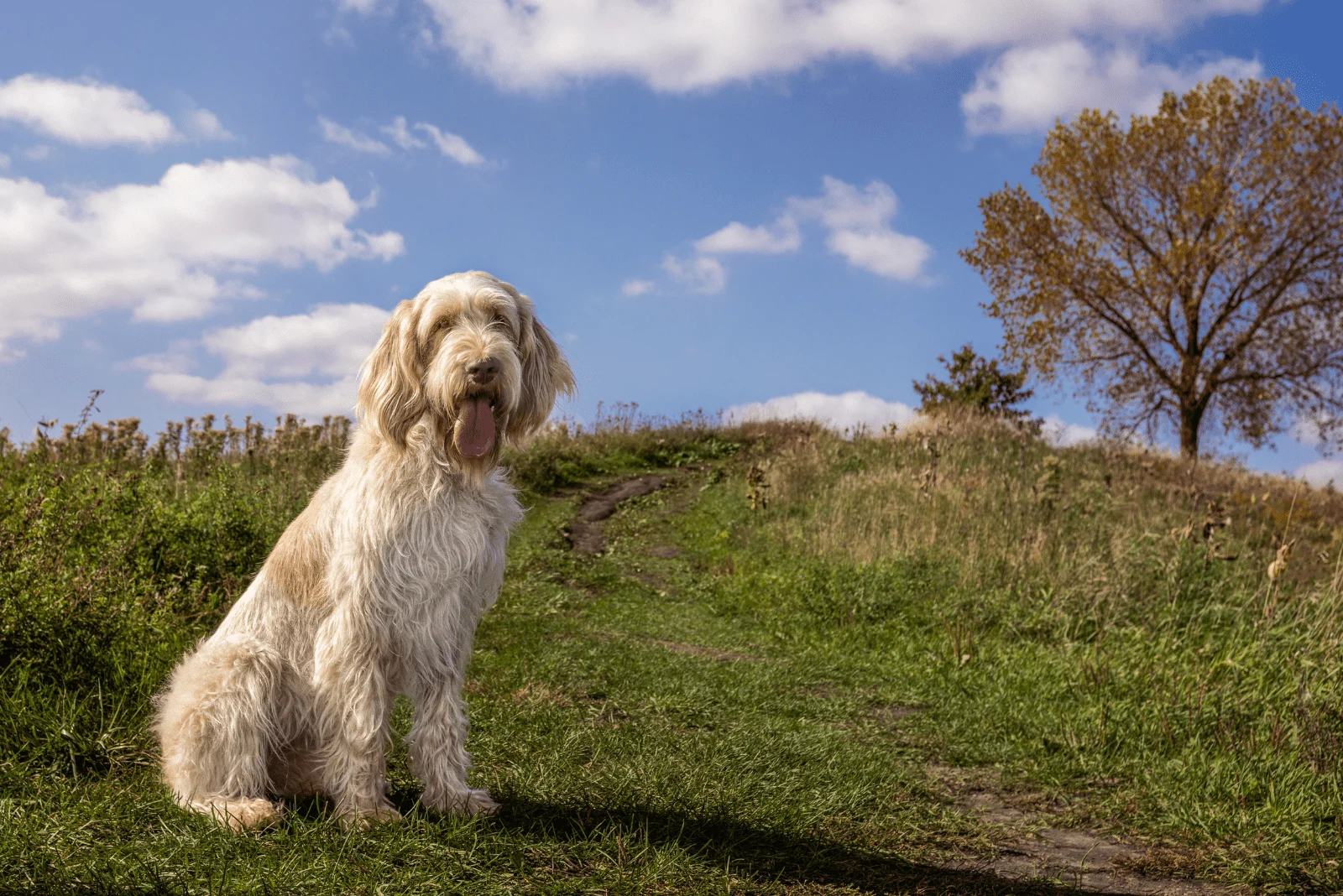 Spinone Italiano sits in a field
