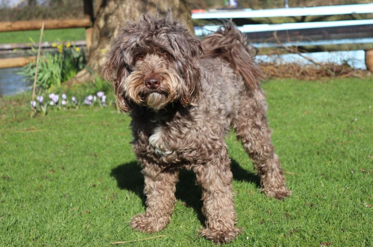 Sproodle standing outside on grass