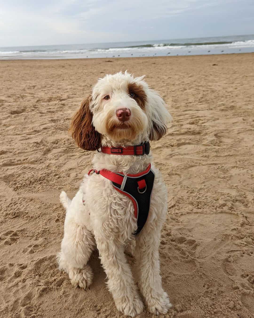 Sproodle sitting on beach