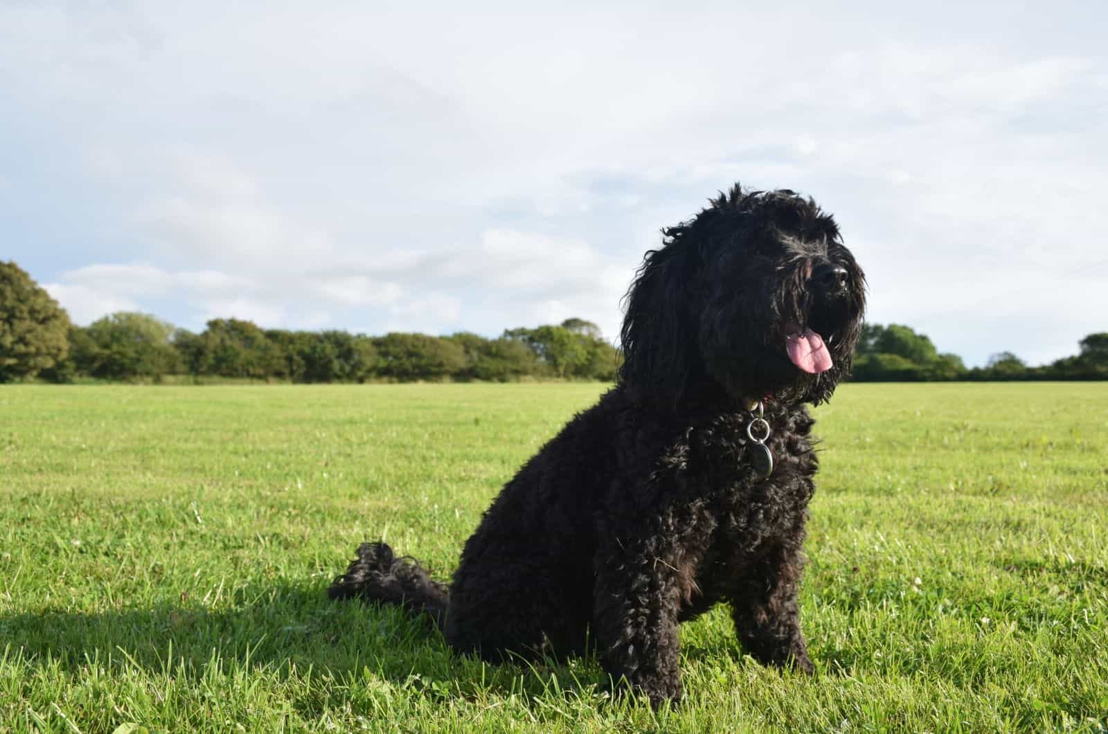 Sproodle sitting on grass outside