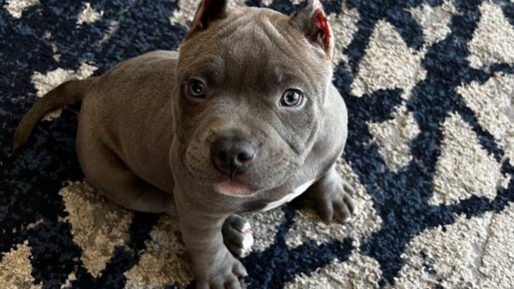 Teacup Pitbull: What Are They & Why Are They Special