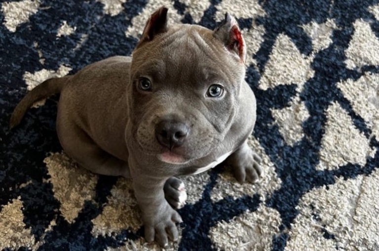 teacup pitbull