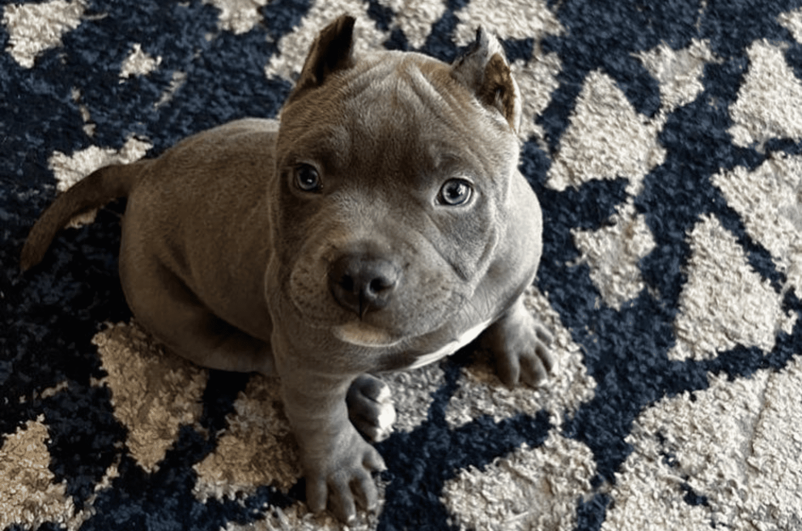 teacup pitbull