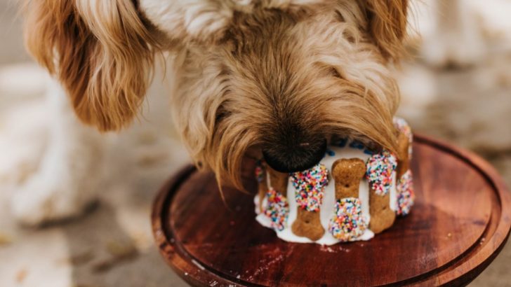 The 8 Healthiest And Best Treats For Goldendoodles