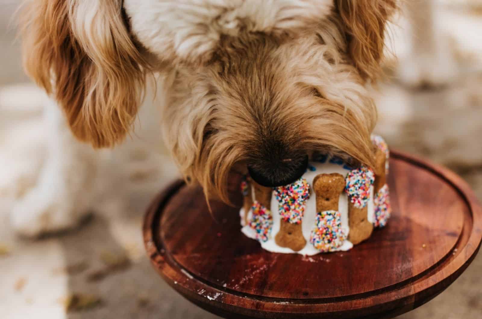 goldendoodle eating his cake treat