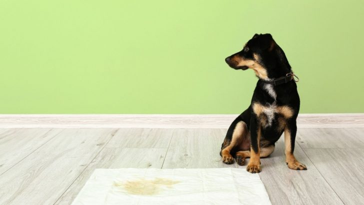 The 9 Best Indoor Dog Potty Options