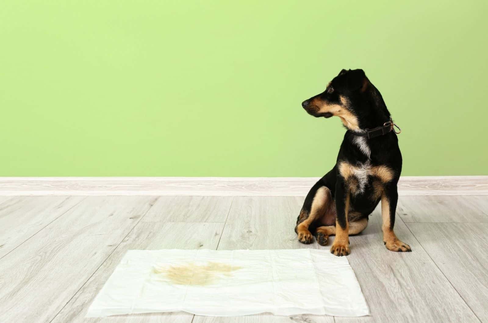 Cute dog near underpad with wet spot on floor